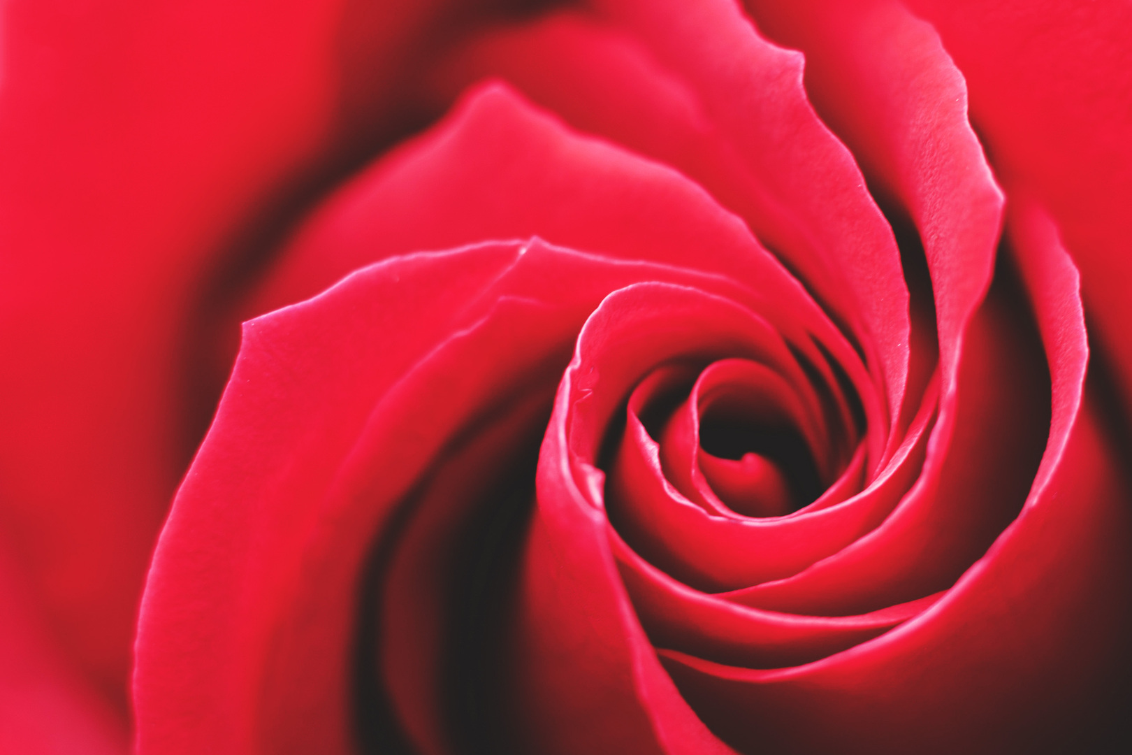 garden-roses-red-rose-petal-pink-flower-1616185-pxhere.com